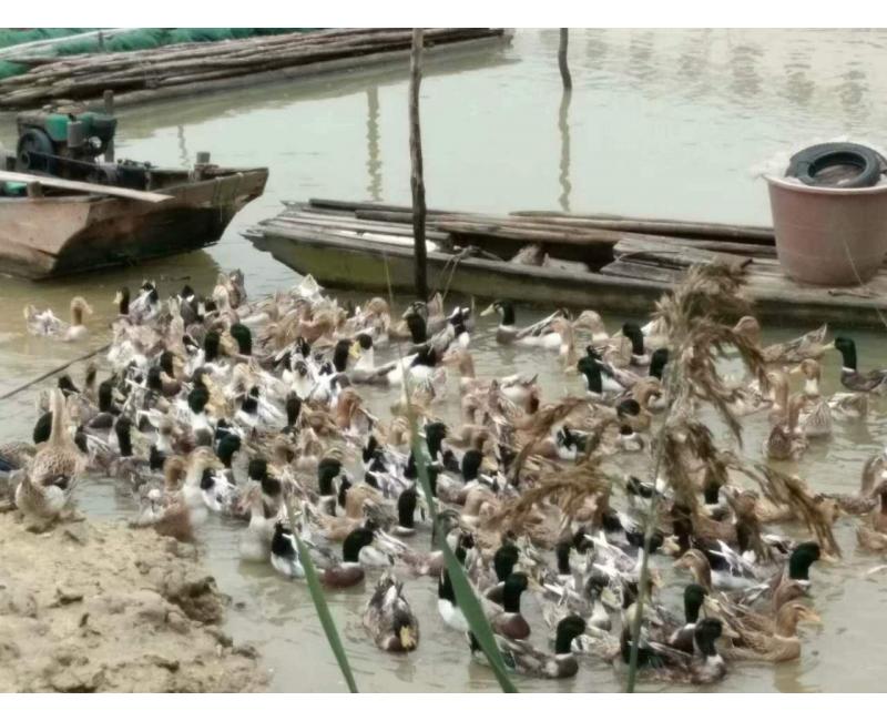 純放養(yǎng)青頭鴨、三那土雞、鳳尾菇 原生態(tài)產(chǎn)品